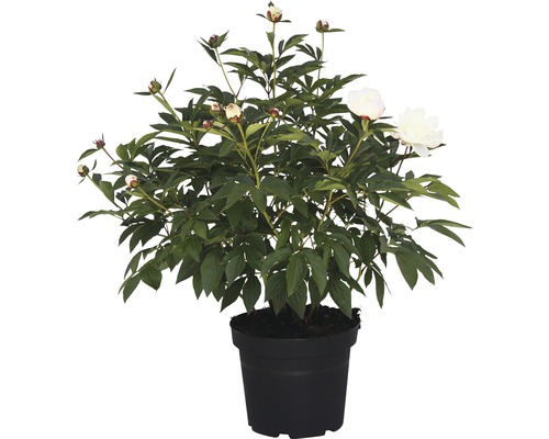 Pfingstrose in einem schwarzen Topf