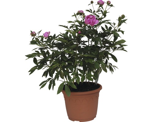 Pfingstrose im Topf mit grünen Blättern und Blüten