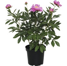 Pfingstrose im Topf mit Blüten und Knospen