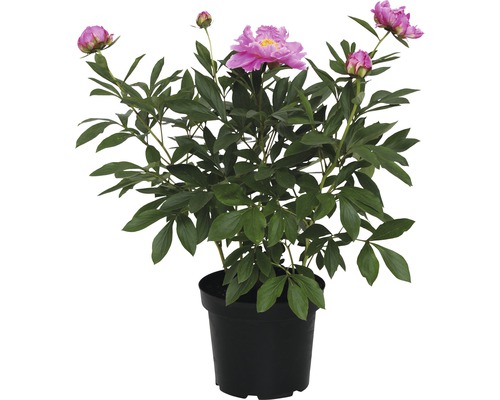 Pfingstrose im Topf mit Blüten und Knospen