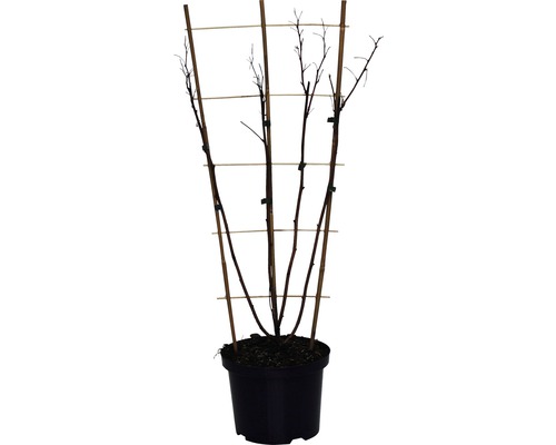 Plante avec support à grimper dans un pot