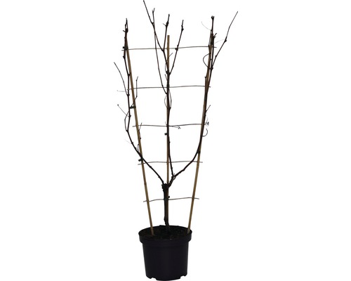 Vigne en pot avec support de croissance