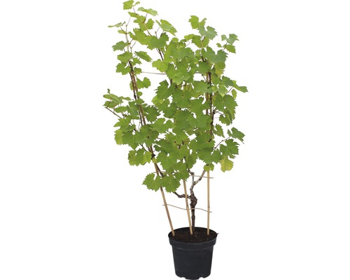 Vigne, raisin de table FloraSelf 80-100 cm bleu Vigne, raisin de table FloraSelf 80-100 cm bleu