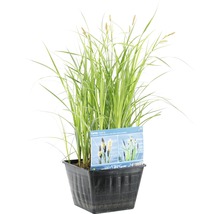 Touffe de carex des rives en pot