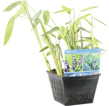 Thalia dealbata Sumpfpflanze in einem schwarzen Pflanzgefäß