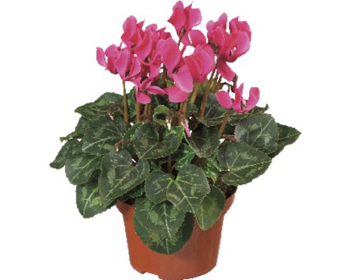 Cyclamen en pot avec des fleurs roses