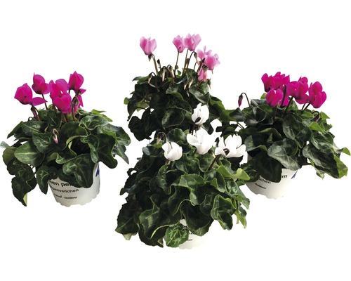 Alpenveilchen Patio Mix FloraSelf Cyclamen persicum Ø 10/11 cm Topf