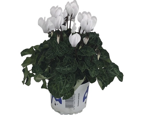 Plante cyclamen d''intérieur blanche en pot
