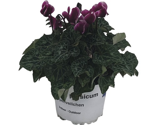 Cyclamen plante d''intérieur en pot