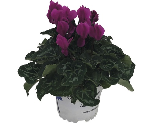 Cyclamen avec fleurs violettes en pot