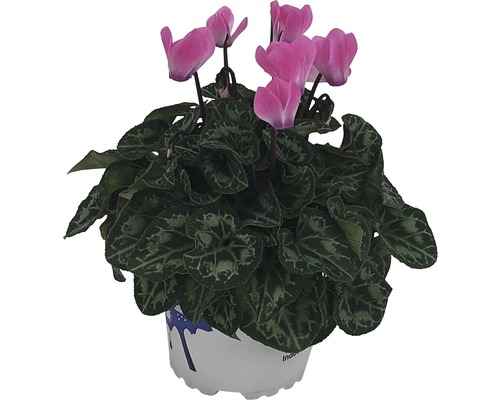 Cyclamen en pot avec fleurs roses et feuilles vertes