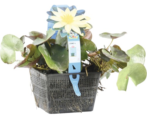 Nénuphar dans un panier grillagé noir avec une fleur jaune et des feuilles vertes.