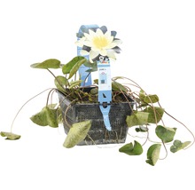 Nénuphar en pot pour bassin de jardin