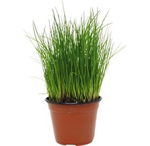 Schnittlauch in einem Pflanztopf