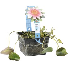 Nénuphar dans un panier de plantation noir avec étiquette de plante