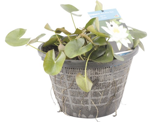 Mutterpflanze weisse Seerose FloraSelf Nymphaea-Cultivars H 20-50 cm Co 22 L