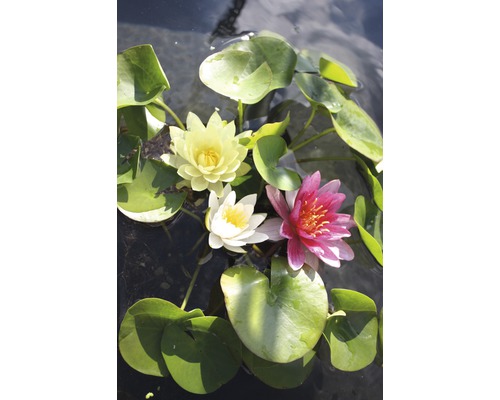 Nénuphar Trio FloraSelf plante mère Nymphaea-Cultivars H&nbsp;20-50&nbsp;cm panier 22&nbsp;l (3&nbsp;pces)