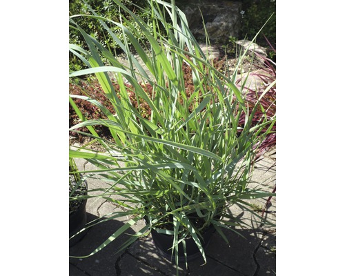 Chinaschilf im Topf für den Garten