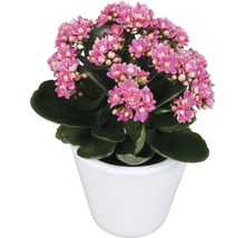 Flammendes Käthchen FloraSelf Kalanchoe blosfeldiana gefüllt 10,5er Topf