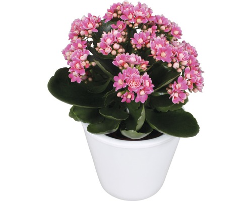 Kalanchoé de Blossfeld en pot