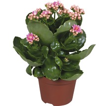 Flammendes Käthchen FloraSelf Kalanchoe blosfeldiana gefüllt 10,5er Topf