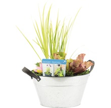 Arrangement de plantes dans un seau en métal avec des graminées et des plantes carnivores