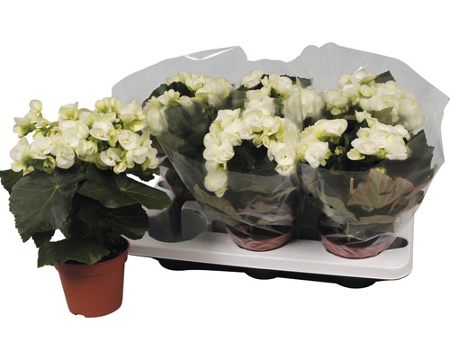 Elatiorbegonie FloraSelf Begonia Elatior Gruppe 'Bodinia' 14er Topf