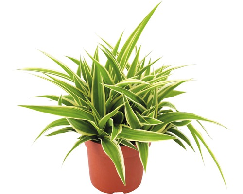 Grünlilie FloraSelf® 'Ocean' 10.5er Topf Grünlilie FloraSelf® 'Ocean' 10.5er Topf