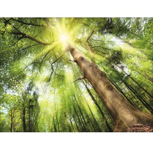 Vue vers le haut dans une forêt avec la lumière du soleil