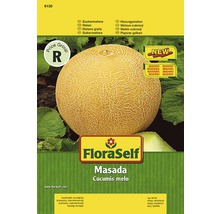 Melon Masada sachet de graines