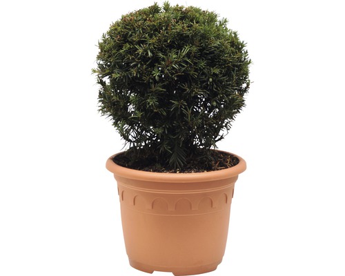 Kugel-Eibe im Pflanztopf