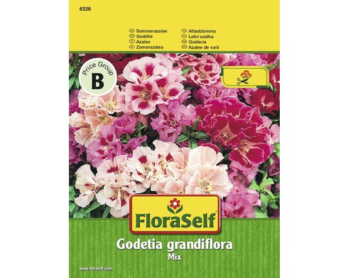 Fleur de satin 'Godetia' FloraSelf semences stables graines de fleurs