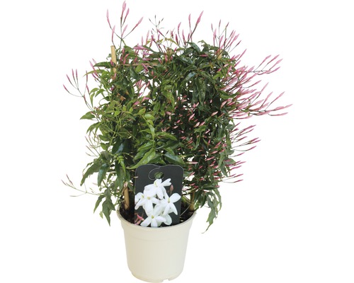 Jasmin espalier FloraSelf Jasminum polyanthus H 25-30 cm Ø 14 cm pot