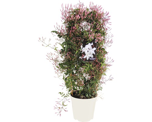Zimmer-Jasmin, Jasminum polianthus FloraSelf® Spalier 55-60 cm