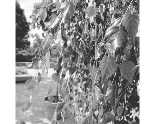 Bouleau pleureur de Young FloraSelf® Betula pendula 'Youngii' 400-450 cm