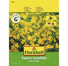 FloraSelf Tagetes tenuifolia Luna Lemon Blumensamen Packung