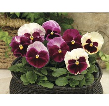 Pensée, Viola Strawberry Cream FloraSelf®, pot de 12, rouge-blanc