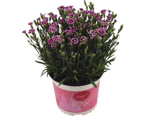 Oeillet Pink Kisses en pot