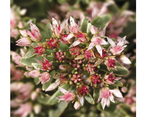 Gros plan d''un orpin avec des fleurs roses et des feuilles vertes.