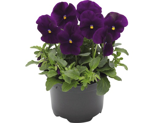 Hornveilchen, Viola cornuta FloraSelf® 12er Topf purple