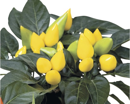 Paprika d'ornement, Capsicum FloraSelf®, pot de 12, jaune