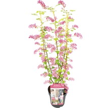 Blutjohannisbeere, Zier-Johannisbeere FloraSelf Ribes sanguineum 'Amore' H 40-60 cm Co 3 L