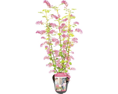 Groseillier à fleurs, groseillier d'ornement Floraself Ribes sanguineum 'Amore' H 40-60 cm Co 3 l
