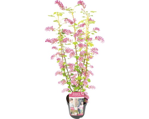 Blutjohannisbeere, Zier-Johannisbeere FloraSelf Ribes sanguineum 'Amore' H 40-60 cm Co 3 L