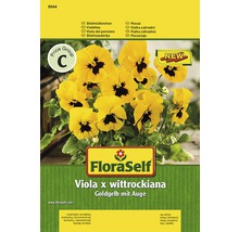 FloraSelf Viola x wittrockiana jaune doré à œil