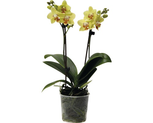 Orchidée papillon FloraSelf Phalaenopsis multiflora h 35-45 cm pot Ø 9 cm jaune