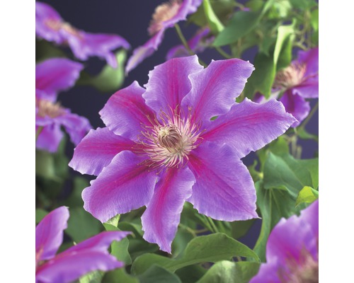 Clématite à grosses fleurs FloraSelf Clematis Hybride 'Dr. Ruppel' H 50-70 cm Co 2,3 L