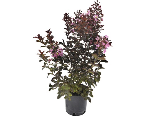 Toskana-Flieder, Indischer Flieder Lagerstroemia indica 'Rhapsody' 40-60 cm Co 5 L