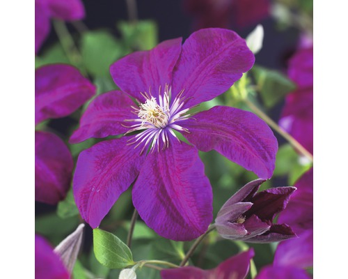 Clématite à grosses fleurs FloraSelf Clematis Hybride 'Rouge Cardinal' H 50-70 cm Co 2,3 L