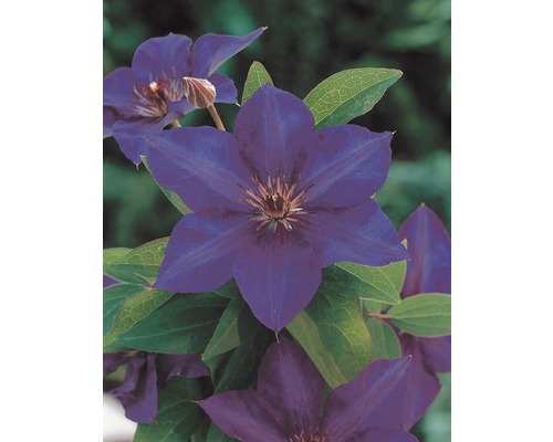 Clématite en fleurs en détail